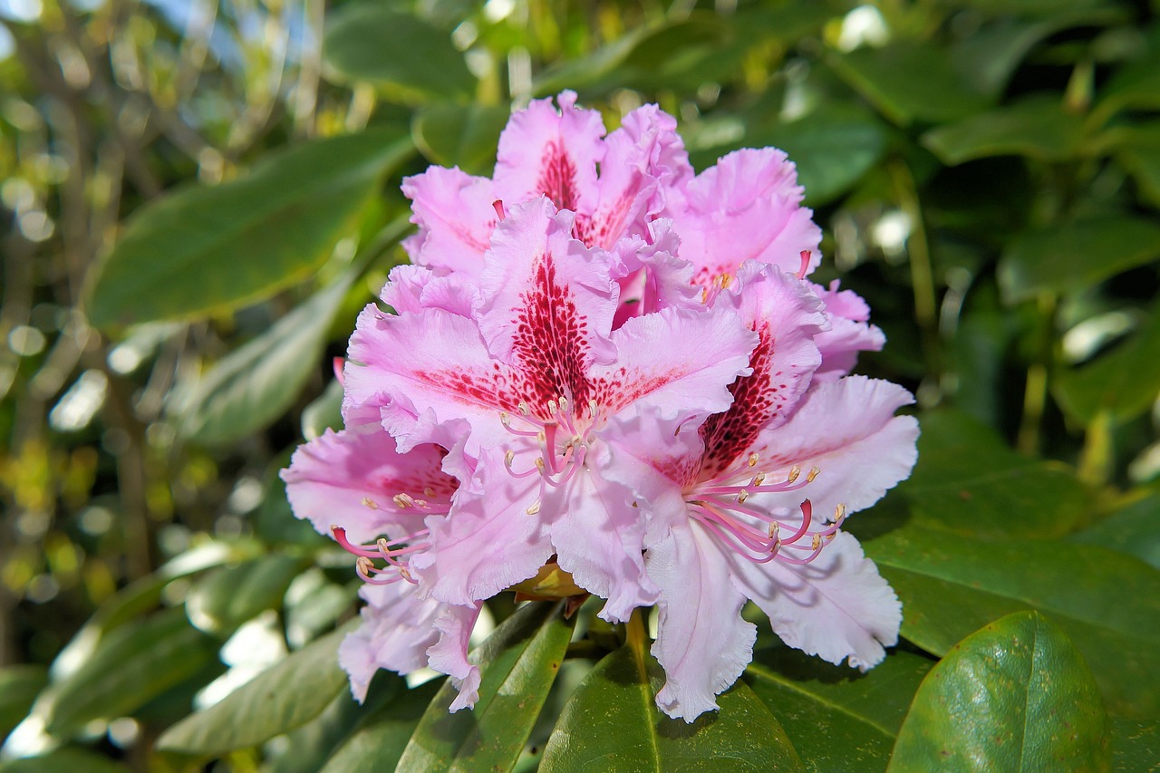 Rhododendron umpflanzen Vorgehensweise