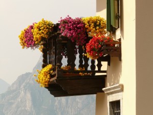 balkon pflanzen