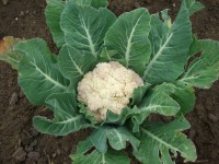 Gemüse anbauen - Eine Anleitung