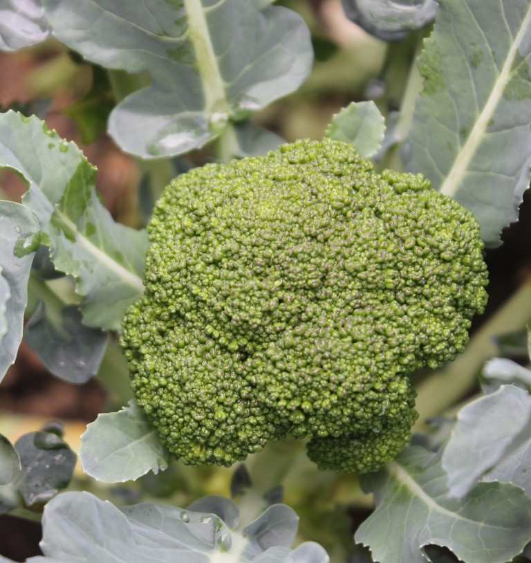 Brokkoli pflanzen im eigenen Garten Garten Mix