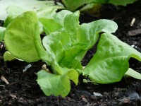 junge salat pflanze