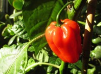 Paprika pflanzen im eigenen Garten