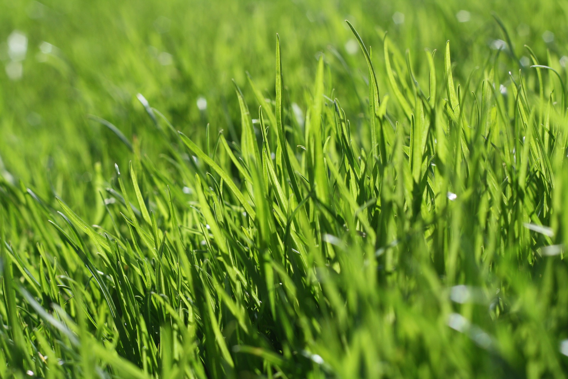 Rasen neu anlegen – Tipps und Tricks