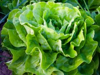 Salat pflanzen, pflegen und ernten