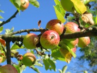 Apfelbaum schneiden Vorgehensweise