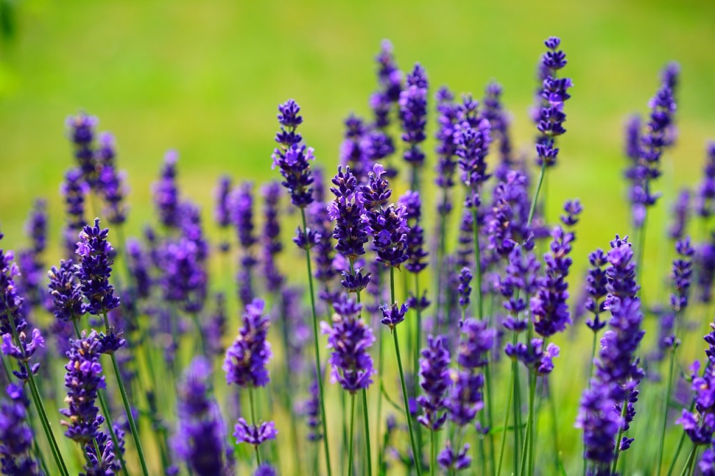 lavendel schneiden