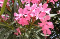 oleander rosa