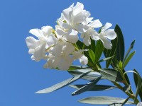 oleander weiß