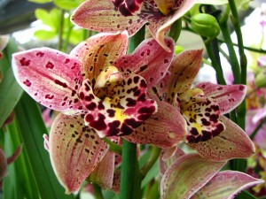 orchideen pflegen