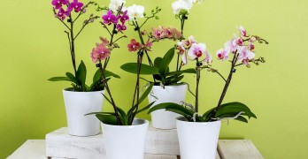 orchideen umtopfen