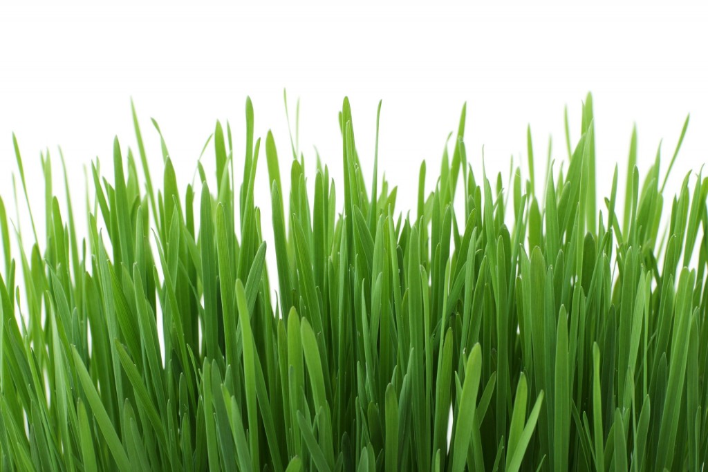 Rasen düngen im Frühjahr - Eine Anleitung - Garten Mix