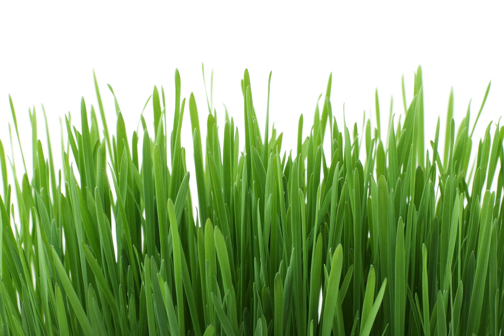 Rasen düngen im Frühjahr - Eine Anleitung