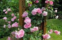 rosen busch