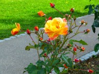 Rosen schneiden – darauf müssen Sie achten