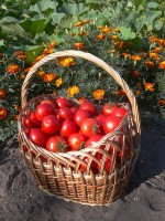 tomaten ernte