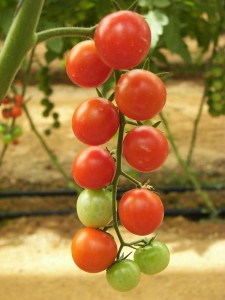 tomaten strauch
