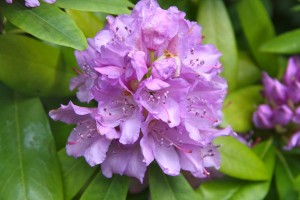 Rhododendron schneiden