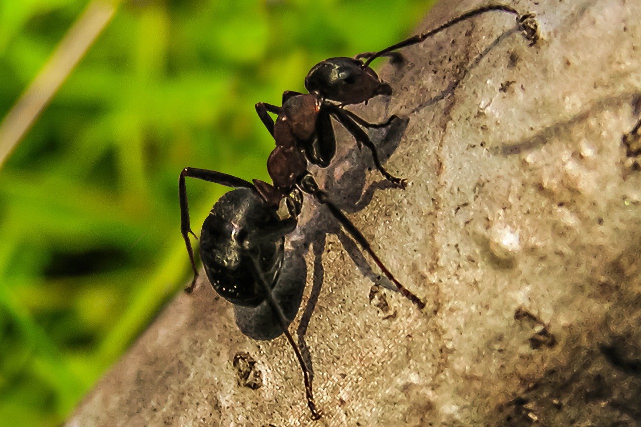 Was hilft gegen Ameisen - die besten Mittel