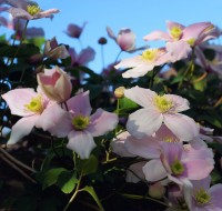 clematis pflanze