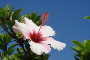 hibiskusblüte