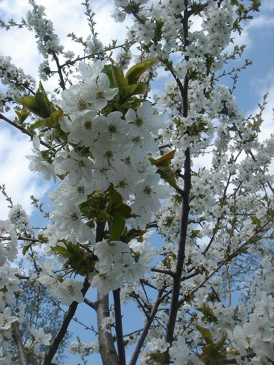 obstbaum im frühling Garten Mix