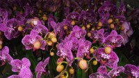orchideen ableger