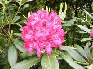 rhododendron blüte