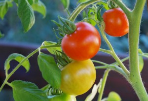 tomatenpflanze