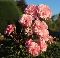 rosen rosa busch