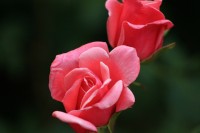 Rosen vermehren – eine Anleitung