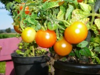 tomaten pflanze