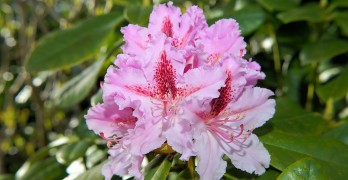 Rhododendron pflanze
