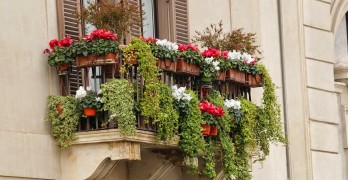 balkonkästen bepflanzen