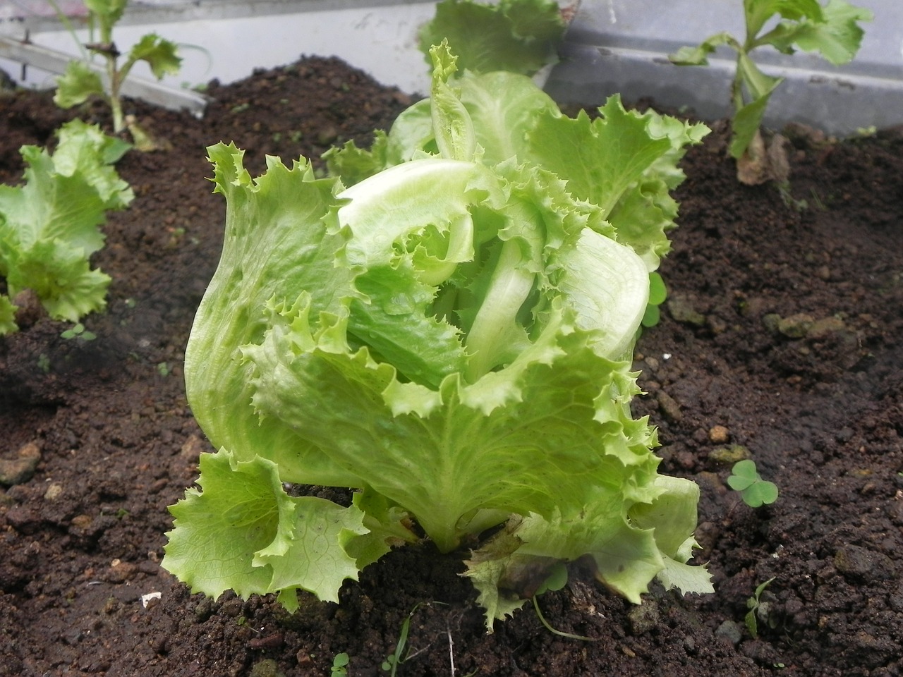 Salat pflanzen, pflegen und ernten - Garten Mix