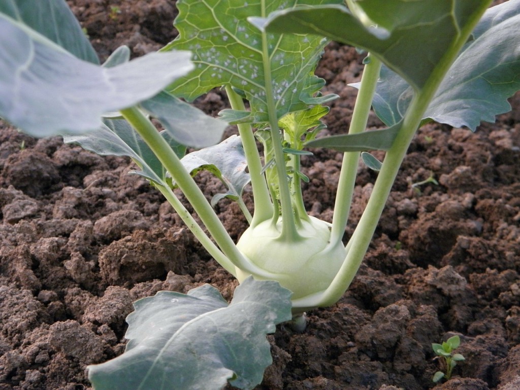 Kohlrabi pflanzen - Gemüse aus dem eigenen Garten - Garten Mix