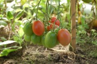 tomaten pflanzen