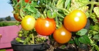 tomaten säen