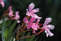 oleander schneiden