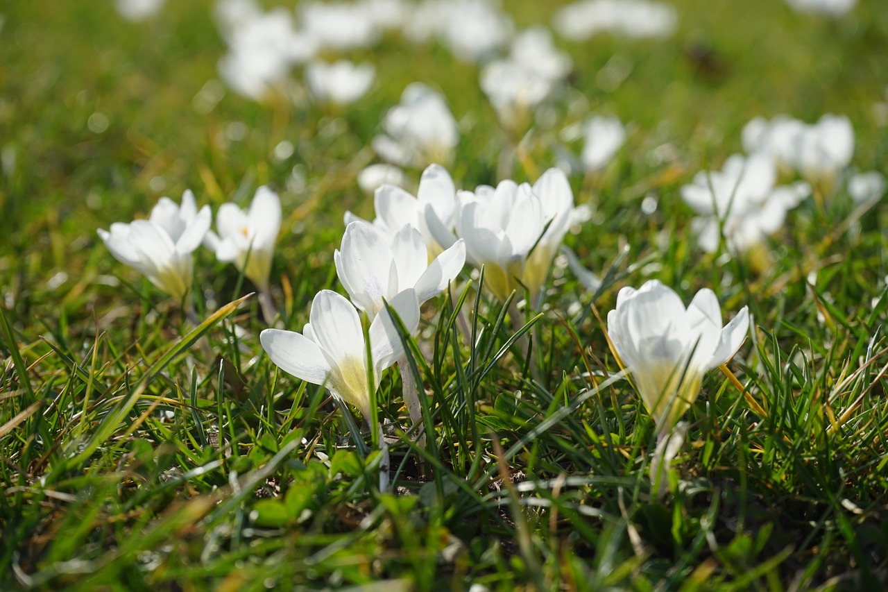 Rasenpflege nach dem Winter - Garten Mix