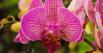 orchideen vermehren