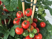 tomaten düngen