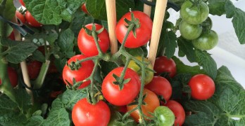 tomaten düngen